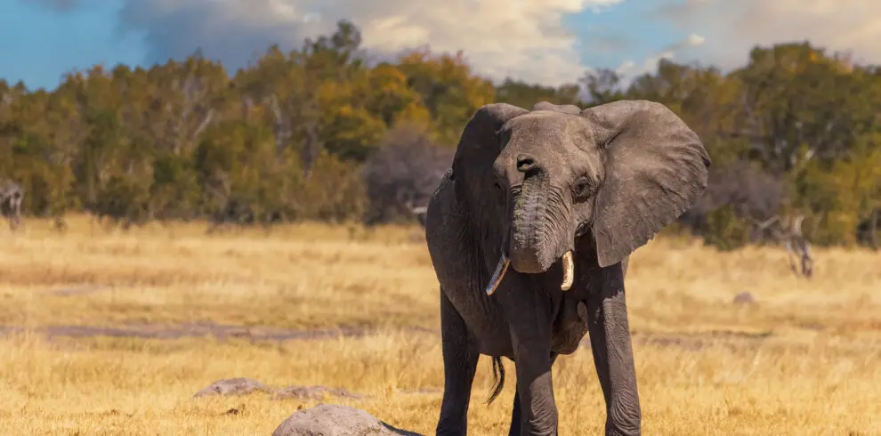 Elephant at Hwange National Park Zimbabwe