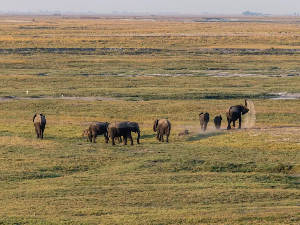Elephants 1