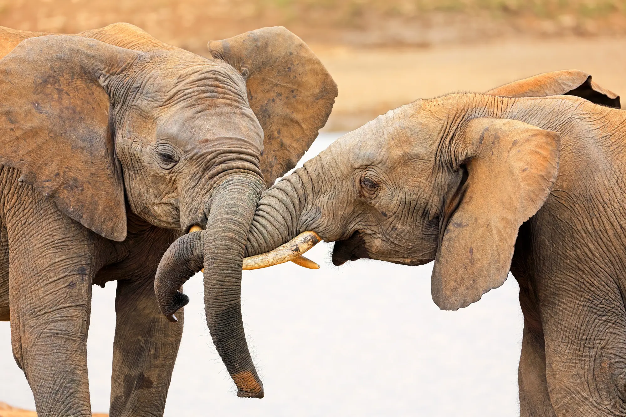 Elephants-Playing-Addo-Elepahnt-Park-Kariega-South-Africa