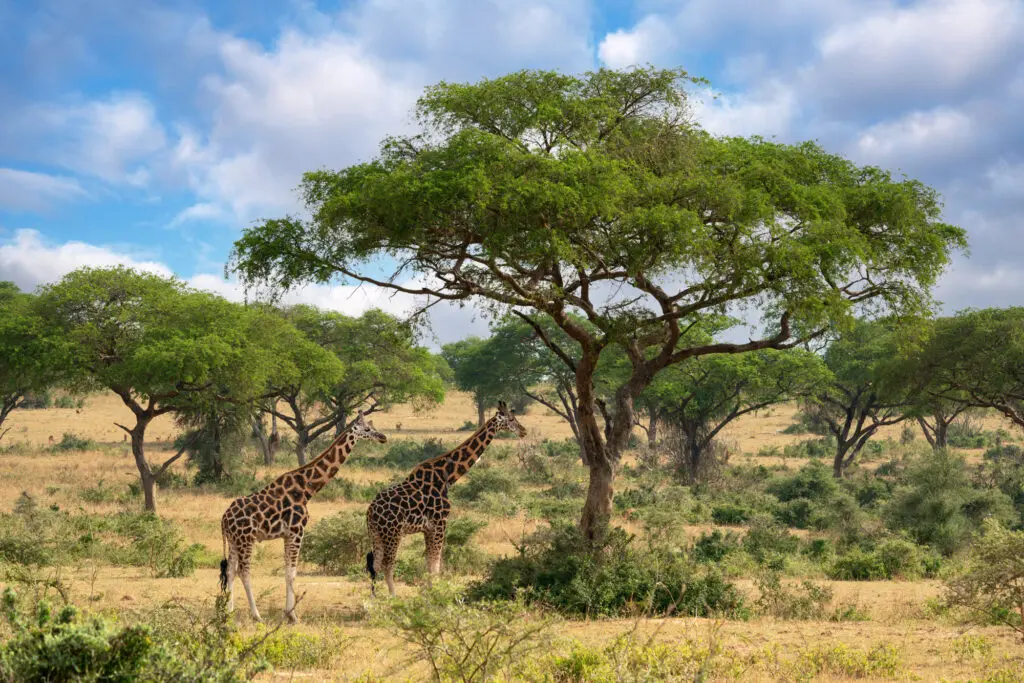 Giraffe standing in open savannah Queen Elizabeth National Park Uganda
