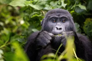 Gorilla chews on baboo shoot in the forest Rwanda