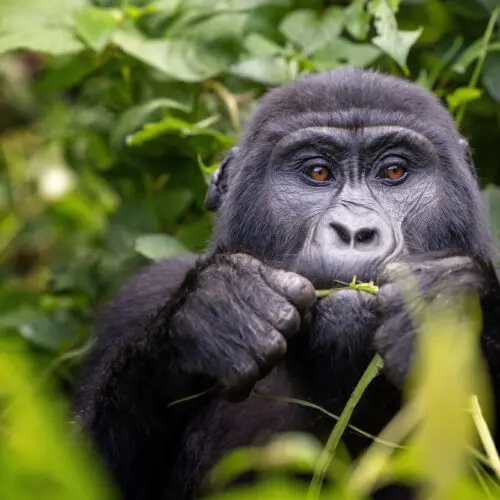 Gorilla chews on baboo shoot in the forest Rwanda