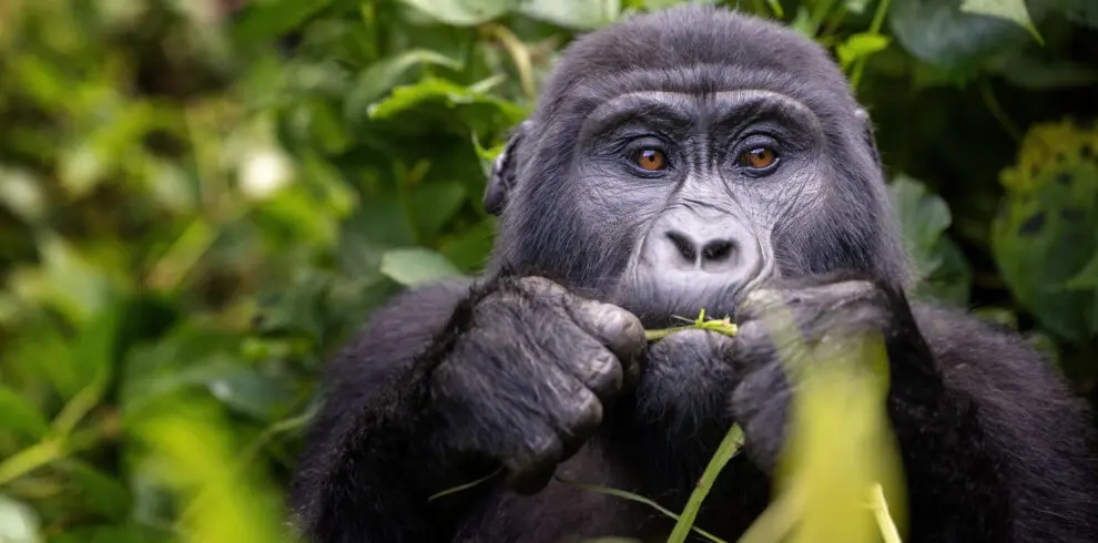Gorilla chews on baboo shoot in the forest Rwanda