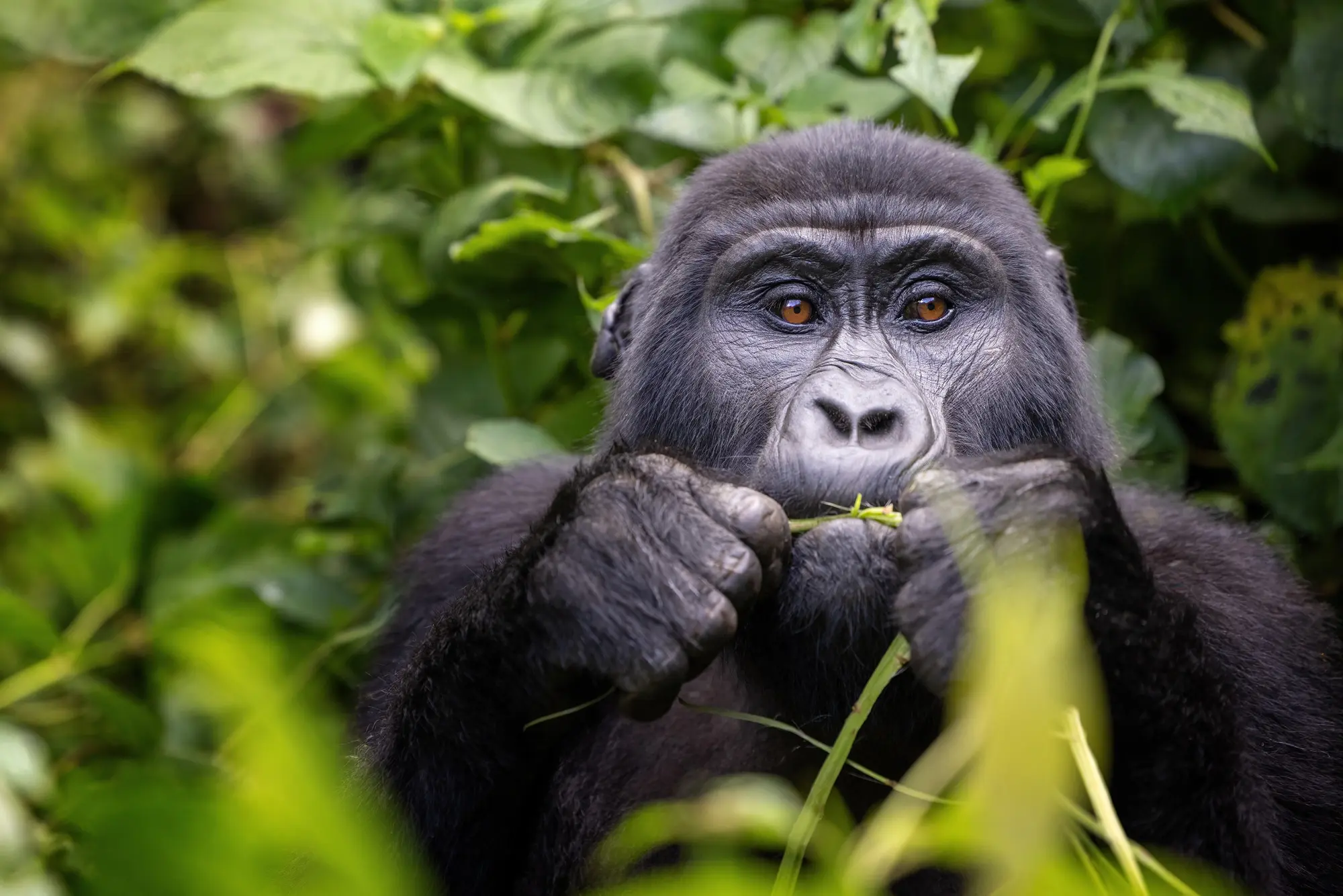 Gorilla chews on baboo shoot in the forest Rwanda