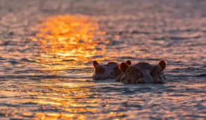 Hippos on Rufiji River at sunset Selous Nyerere Southern Tanzania