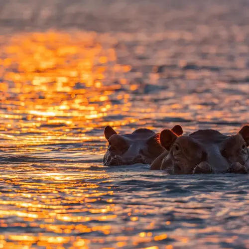 Hippos on Rufiji River at sunset Selous Nyerere Southern Tanzania