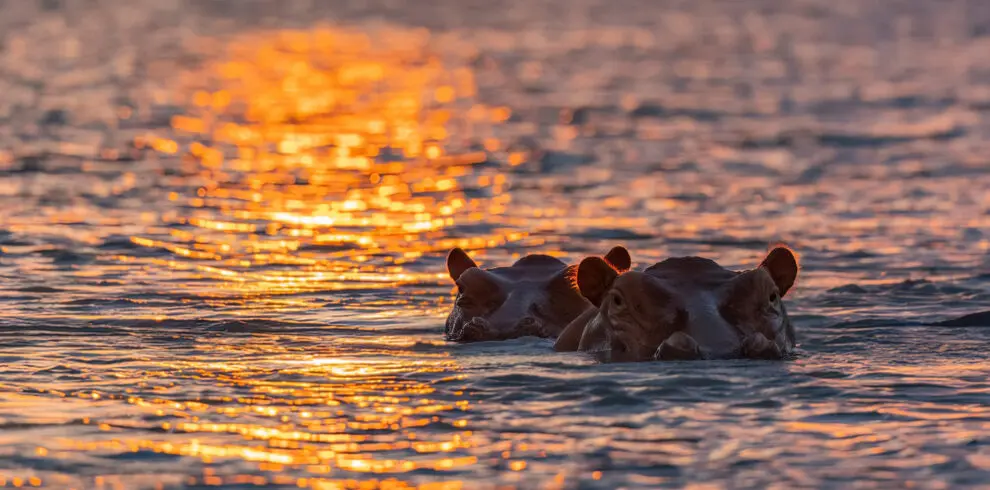 Hippos on Rufiji River at sunset Selous Nyerere Southern Tanzania