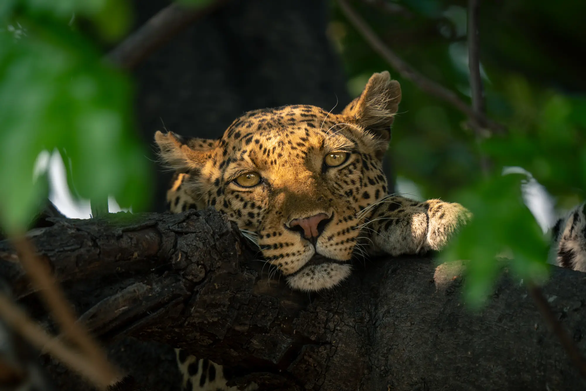 Leopard In Tree Okavango Delta Botswana