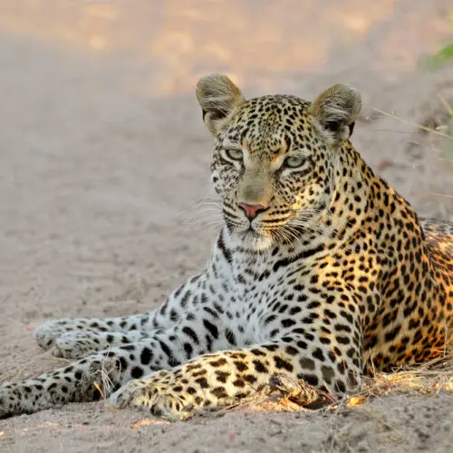 Leopard lie in road Kurger National Park South Africa