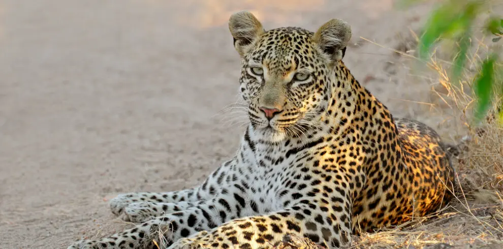 Leopard lie in road Kurger National Park South Africa