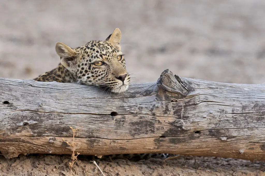 Leopard staring over log in South Luangwa National Paerk Zambia
