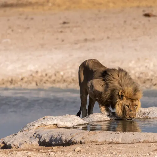 Male Lion Drinking from Water hole Etosha National Park Namibia