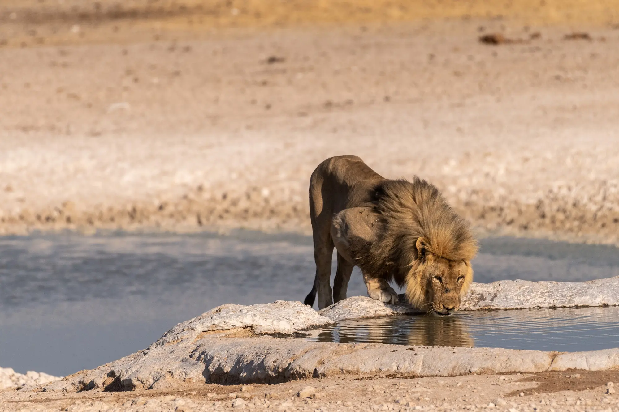 Male Lion Drinking from Water hole Etosha National Park Namibia