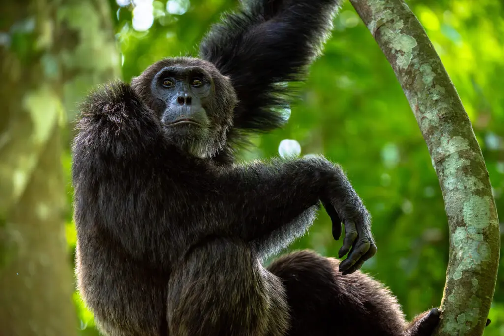 Male Chimpanzee staring from perch Kibale National Park Uganda