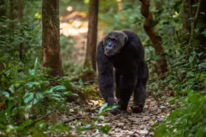 Male Chimpanzee walking in Kiblae Forest National Park Uganda