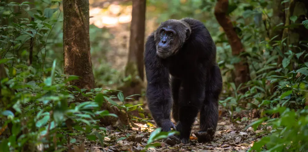 Male Chimpanzee walking in Kiblae Forest National Park Uganda
