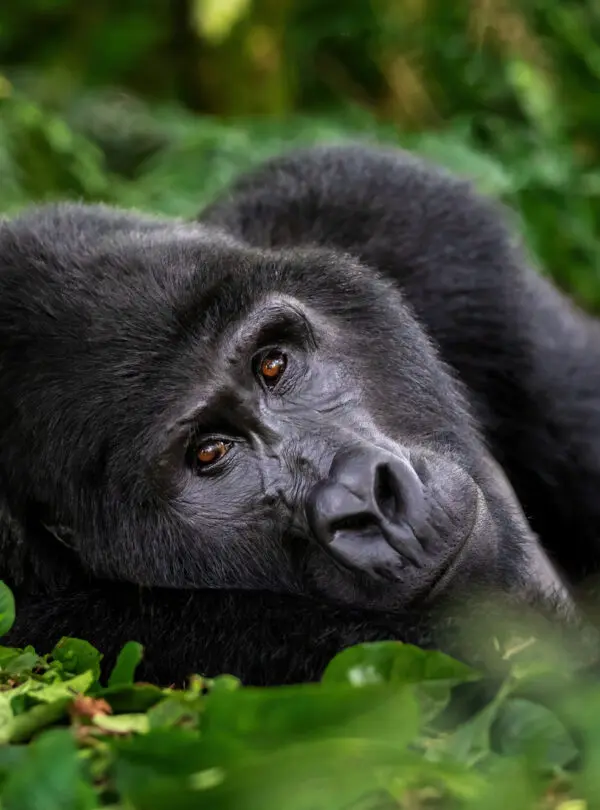 Male Silver Back Gorilla Stares At Photographer Volcanoes Rwanda