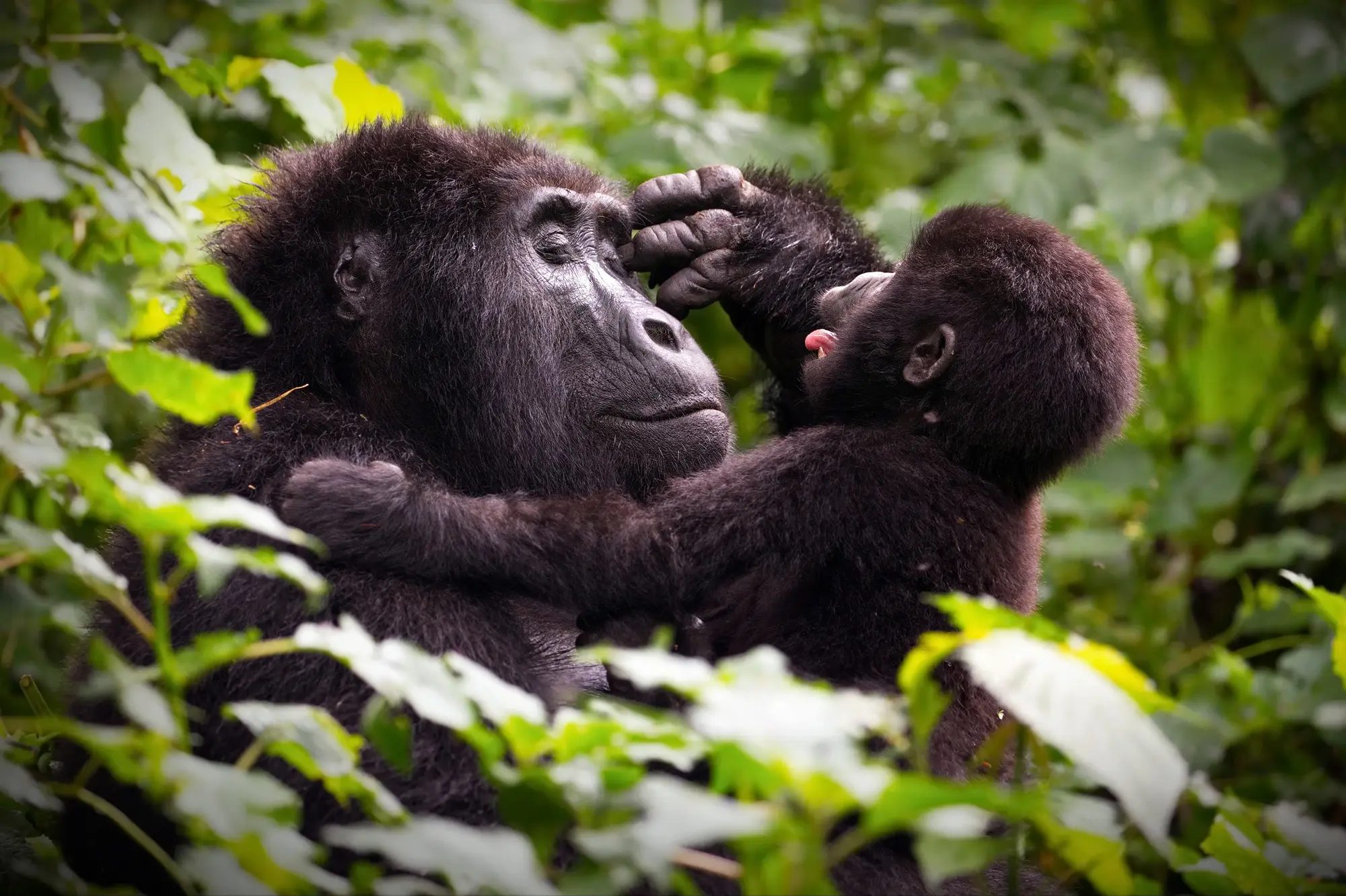 Mother and Baby Gorilla playing Bwindi National Park Uganda