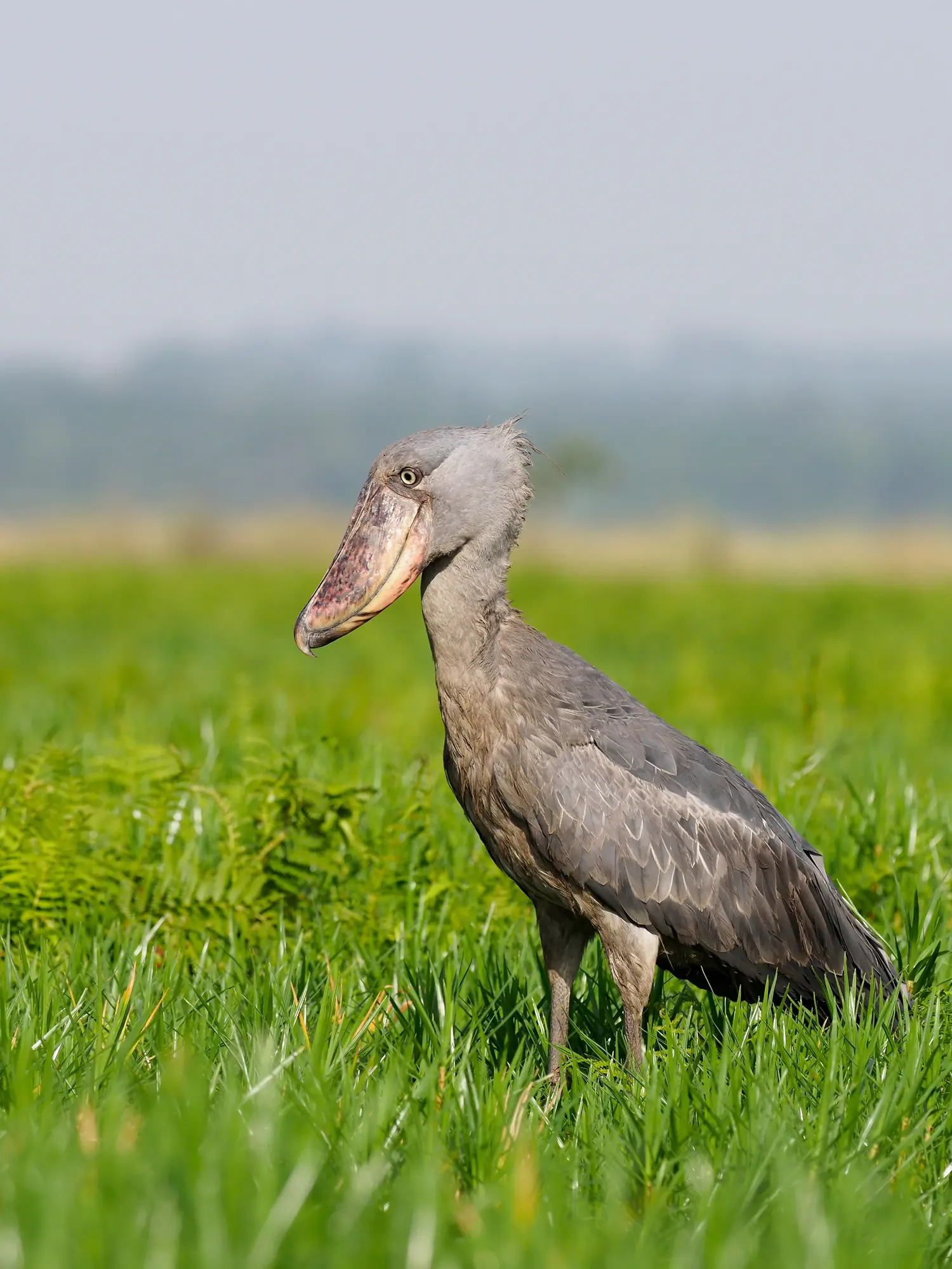 Oddest bird the Shoebill Stork in the Kazinga Channel in Uganda