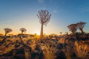 Quiver-Trees-Namibia-Quiver-Tree-Forest
