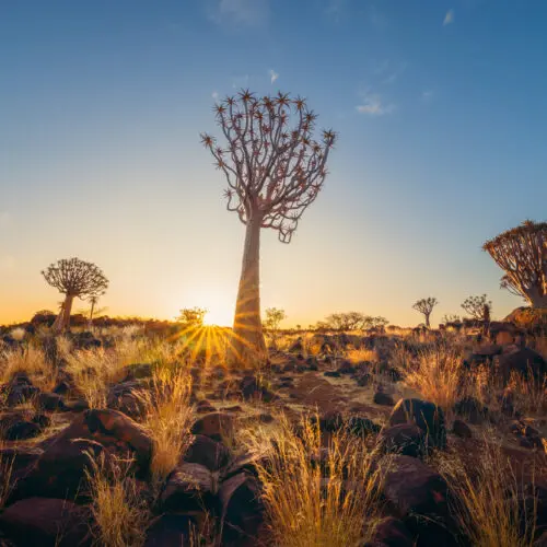 Quiver-Trees-Namibia-Quiver-Tree-Forest