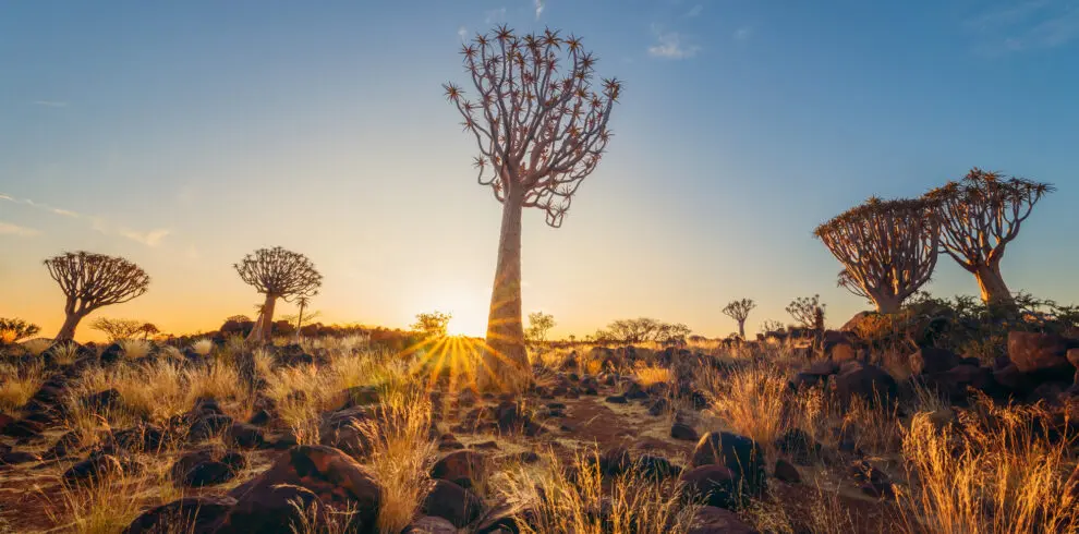 Quiver-Trees-Namibia-Quiver-Tree-Forest