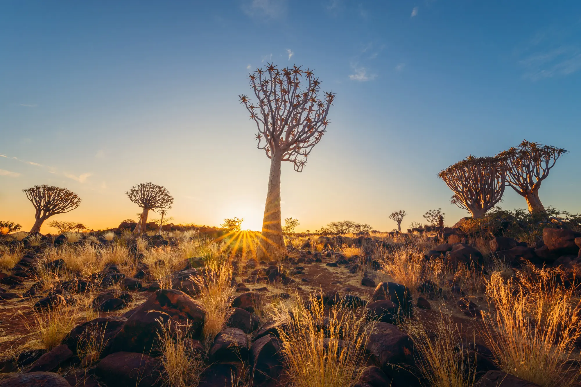 Quiver-Trees-Namibia-Quiver-Tree-Forest