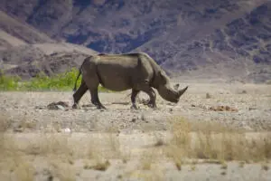 Desert Balck Rhino wwandering in Damaraland Namibia