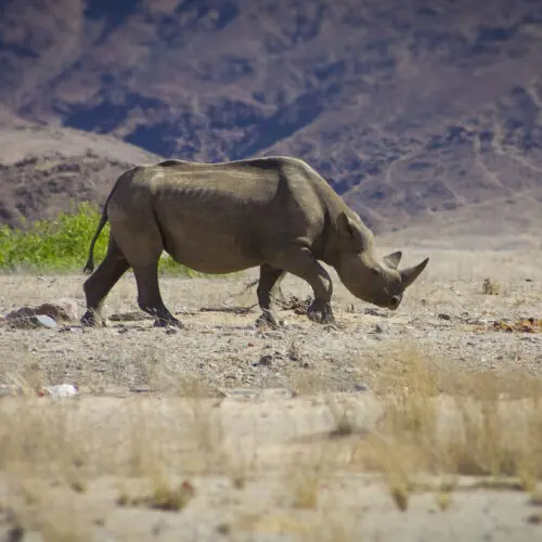 Desert Balck Rhino wwandering in Damaraland Namibia