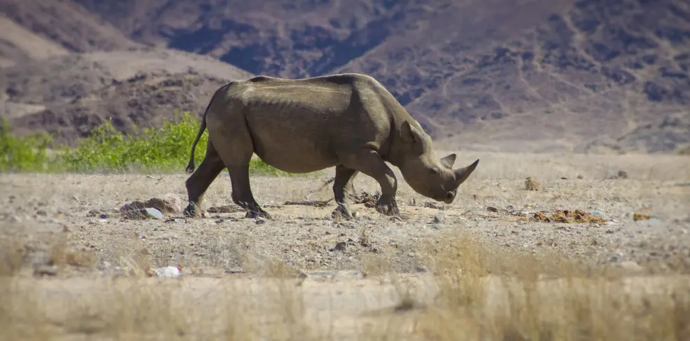 Desert Balck Rhino wwandering in Damaraland Namibia