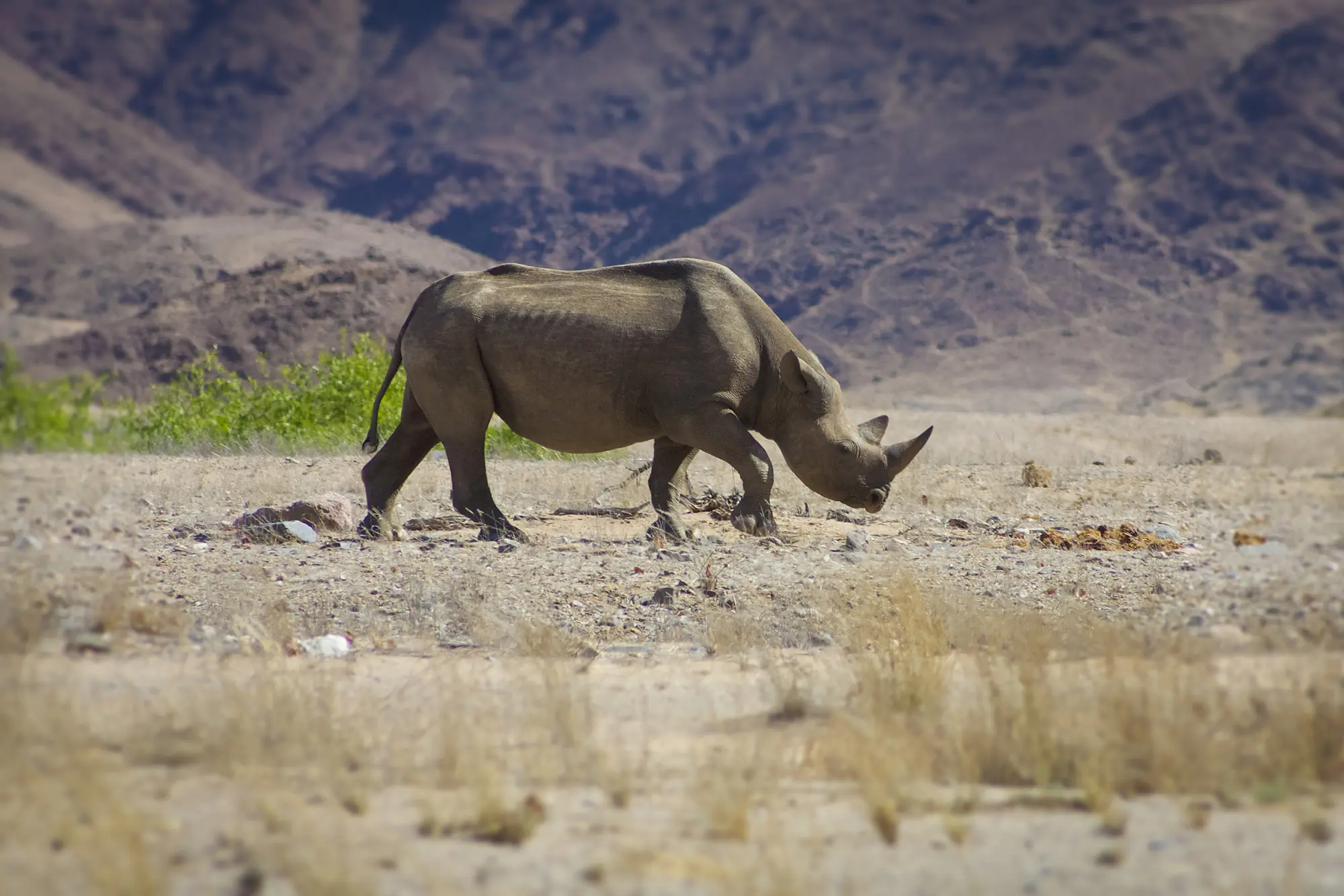 Desert Balck Rhino wwandering in Damaraland Namibia