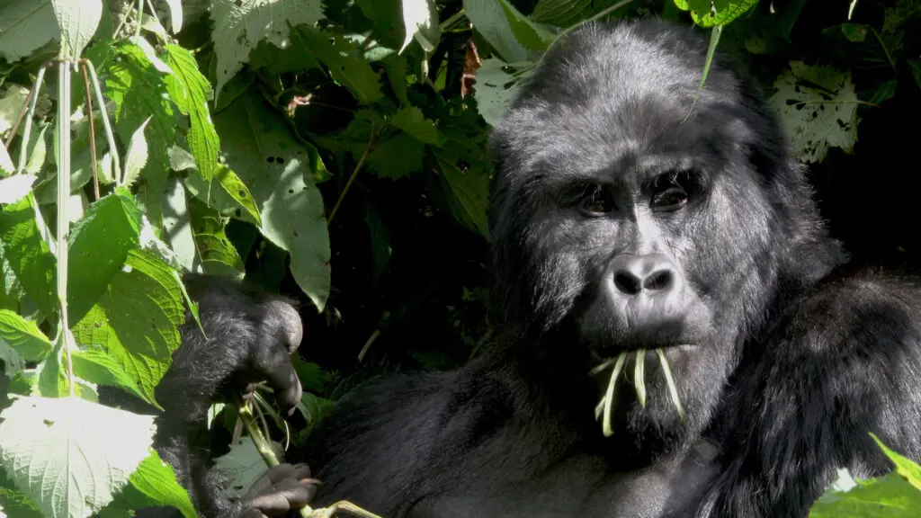 Silver Back Gorilla Volcanoes National Park Rwanda