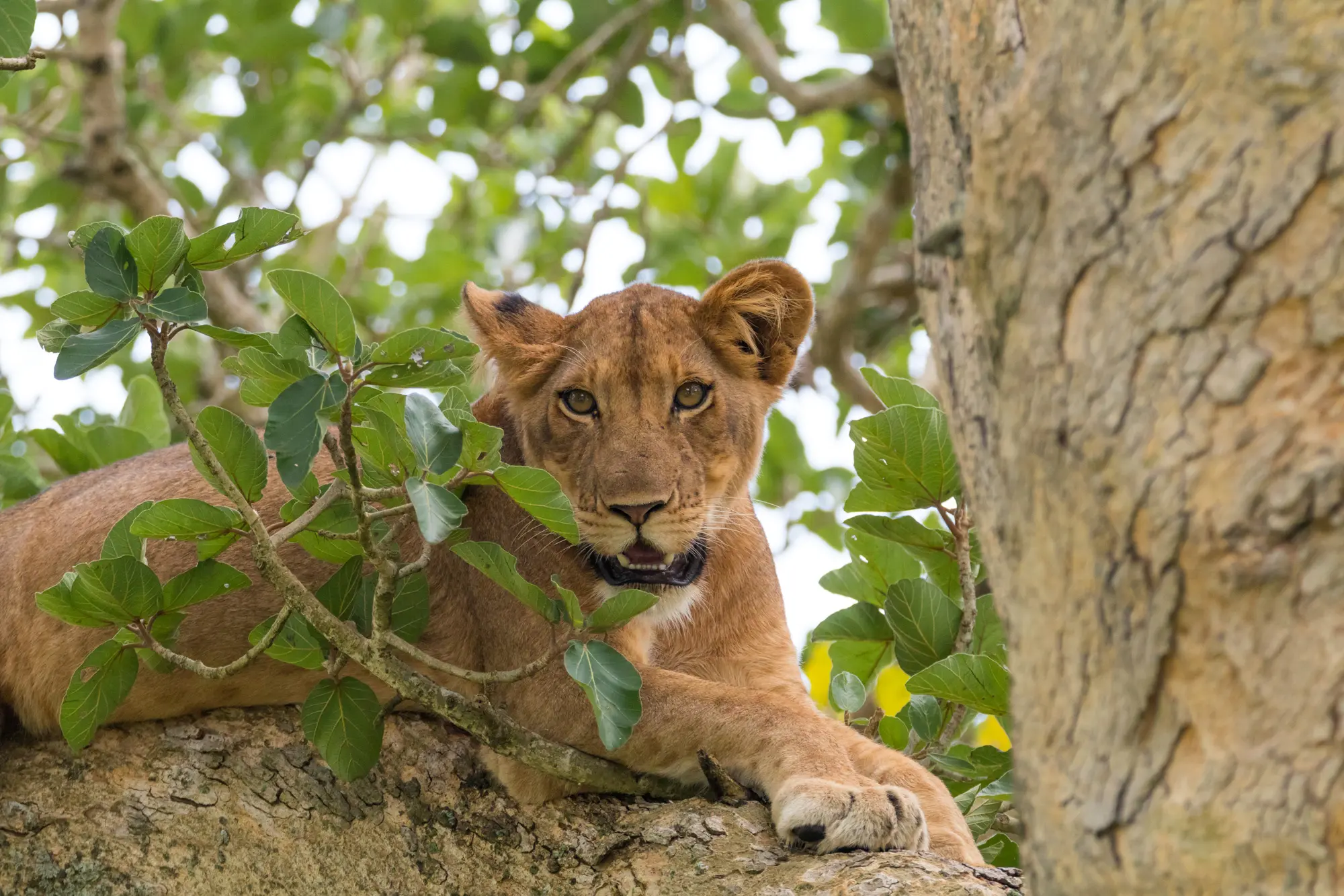 Tree Climbing Lion staring across savannah Queen Elizabeth National Park Uganda