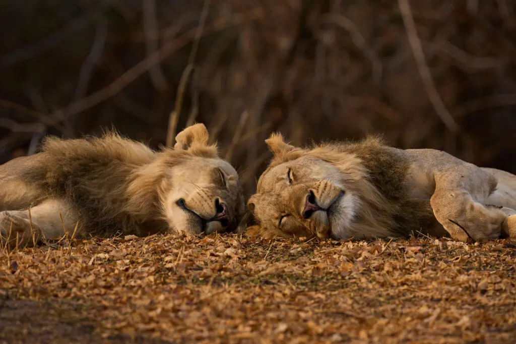 Two Young Male Lions Resting South Luangwa National Park Zambia