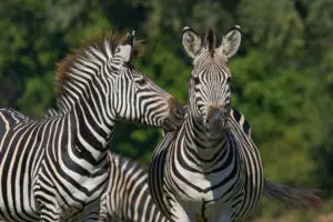 Two Zebras Posing In Kafue National Park Zambia