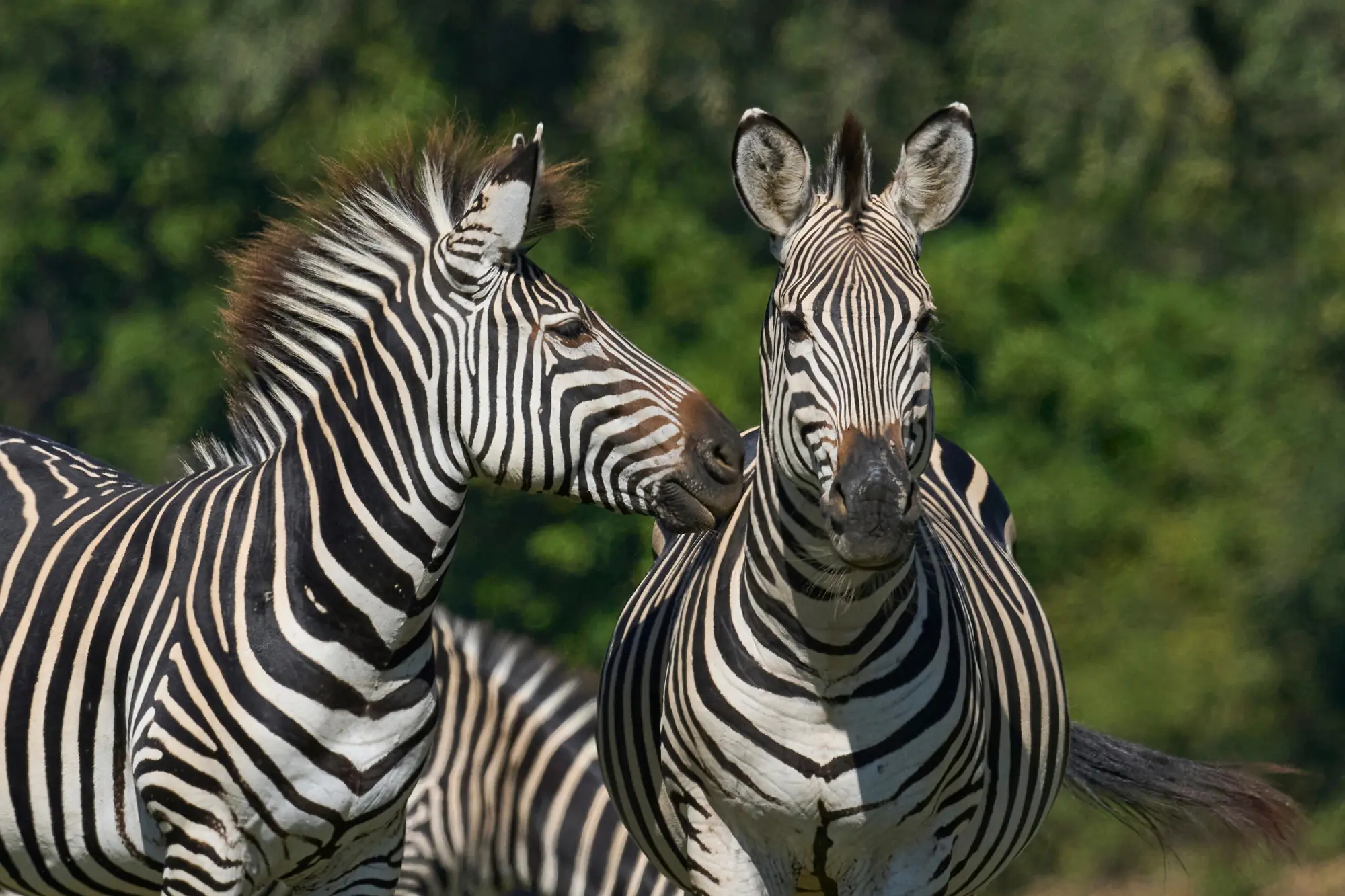 Two Zebras Posing In Kafue National Park Zambia