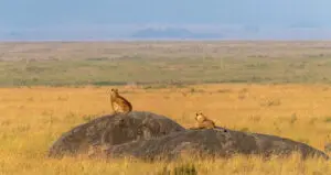 Two lionesses looking out across the Serengeti Plains Tanzania