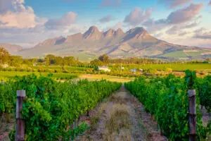 View From Vintard With Mountains In Background Cape Winelands South Africa