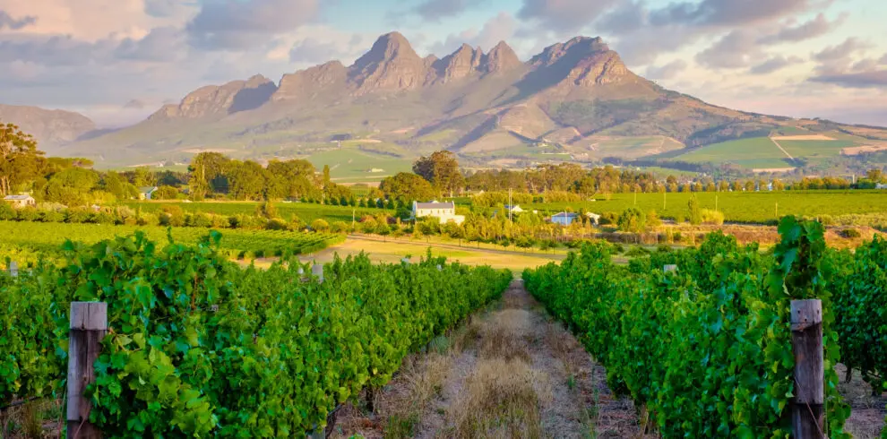 View From Vintard With Mountains In Background Cape Winelands South Africa