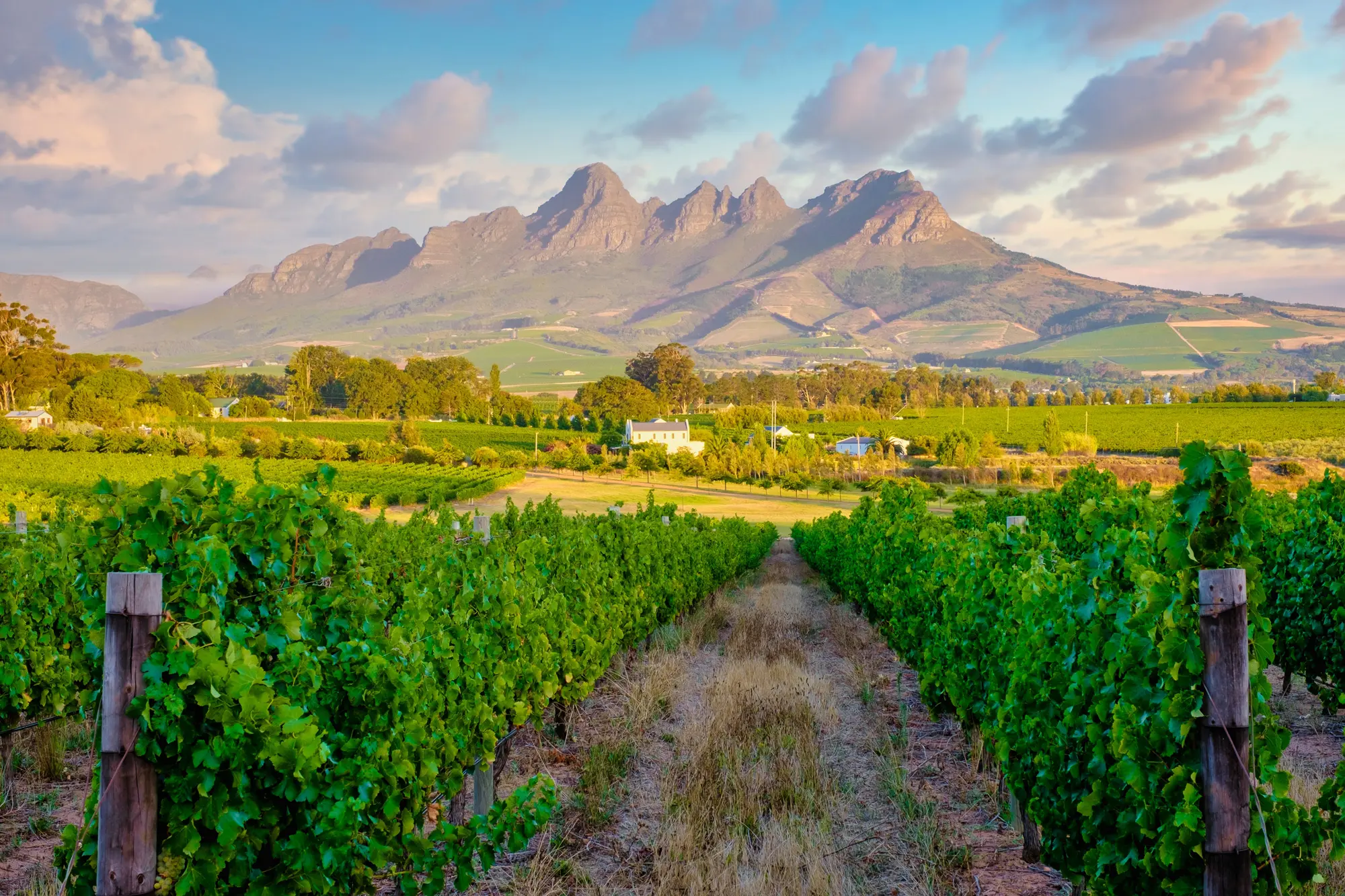 View From Vintard With Mountains In Background Cape Winelands South Africa