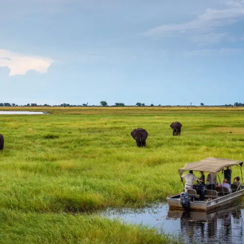Viewing Elephants Chobe River Boat Cruise Chobe National Park Botswana