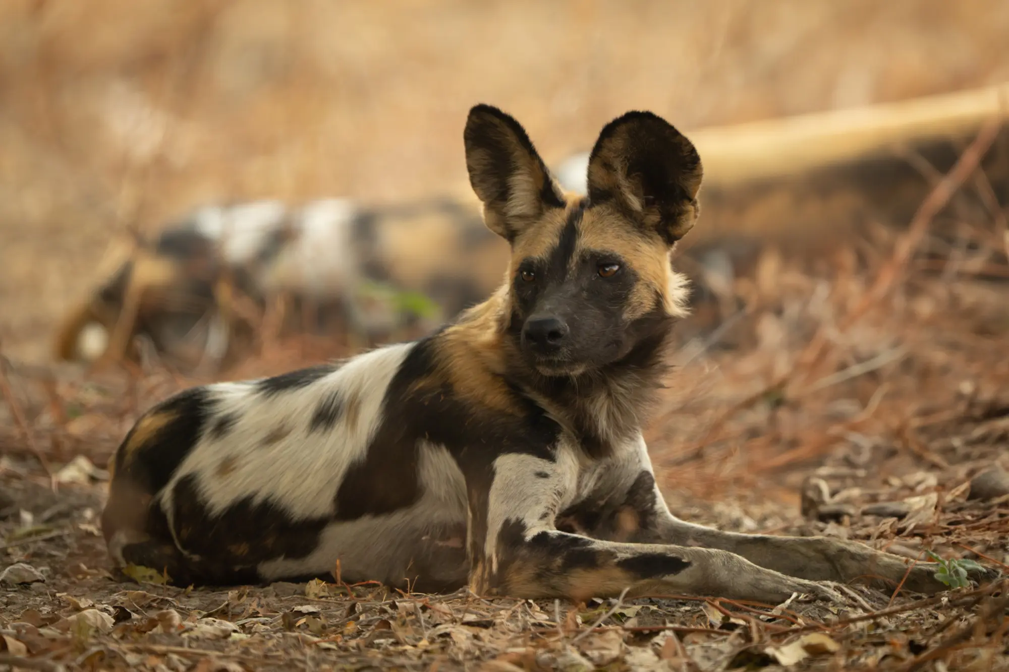 Wild dog in the shade Kafue National Park Zambia