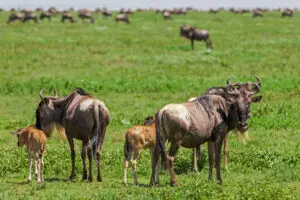 Wildebeest and calf on the green Ndutu Plains Tanzania