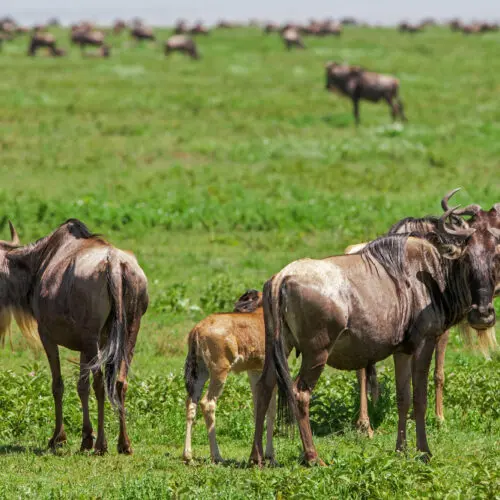 Wildebeest and calf on the green Ndutu Plains Tanzania