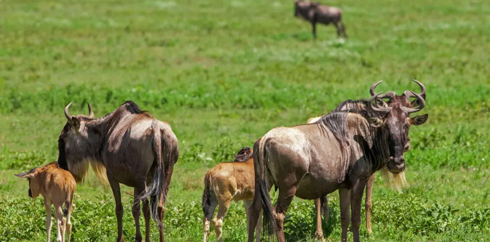 Wildebeest and calf on the green Ndutu Plains Tanzania