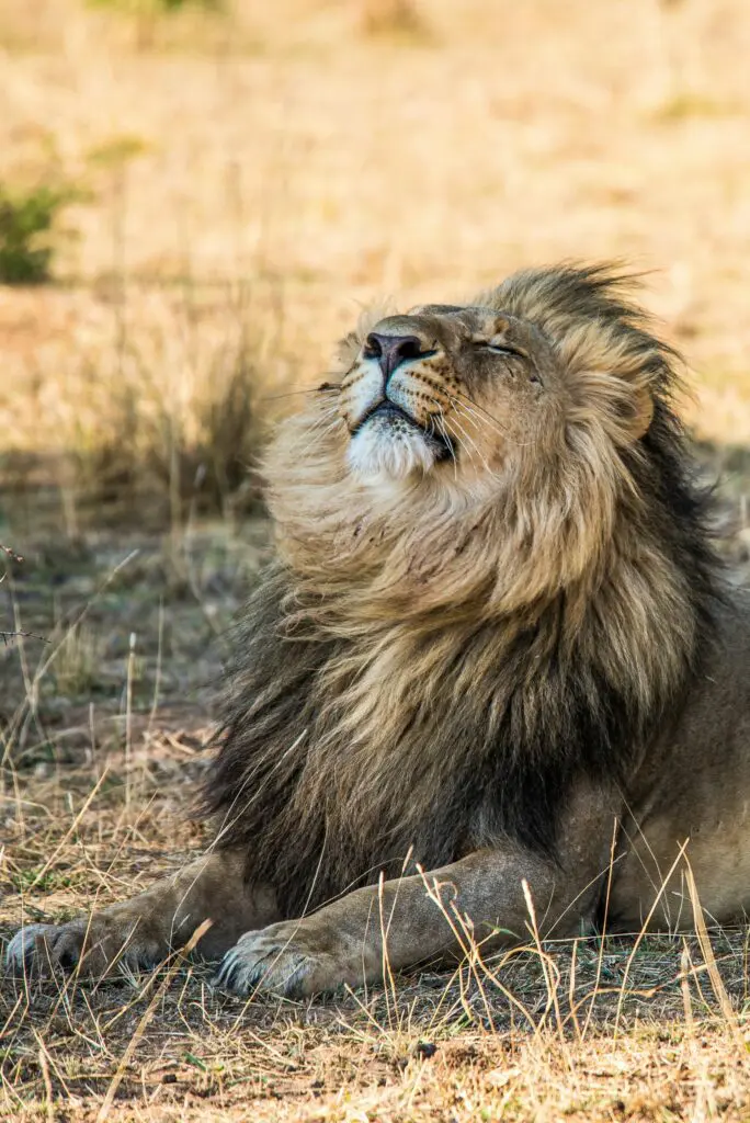 A Lion in South Luangwa National Park