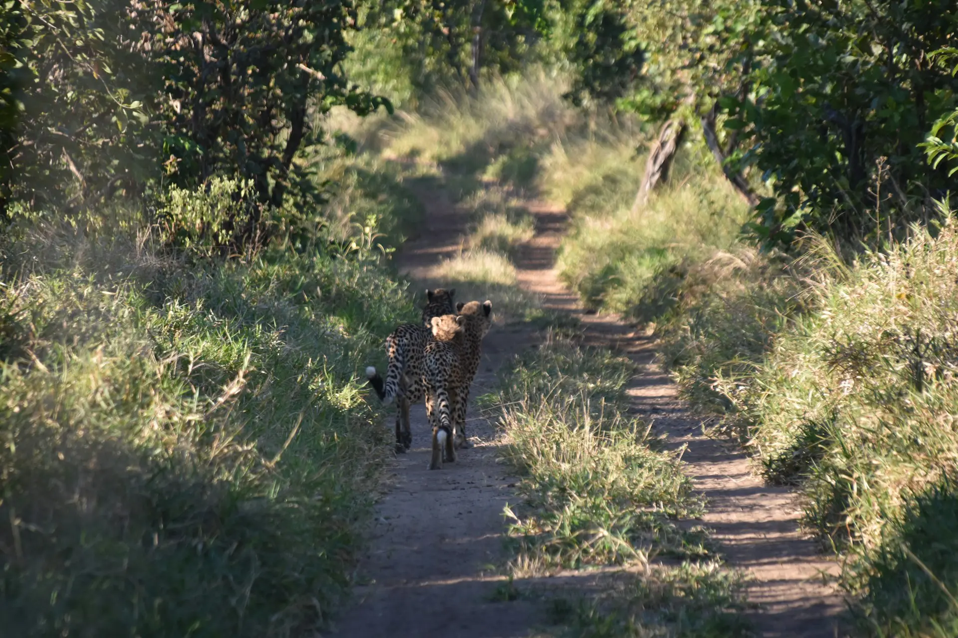 Cheetah in Majete