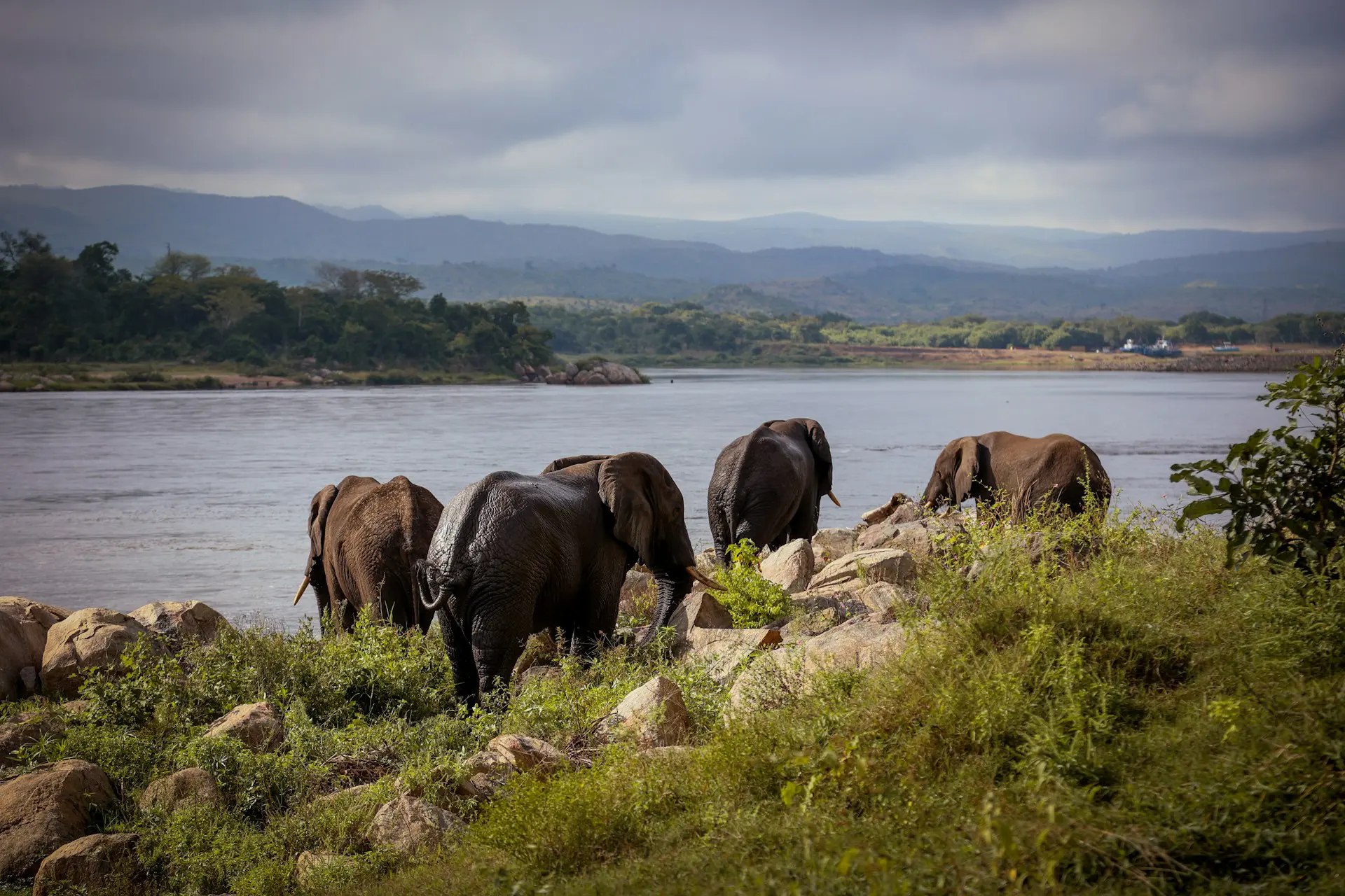 Elephant in Malawi