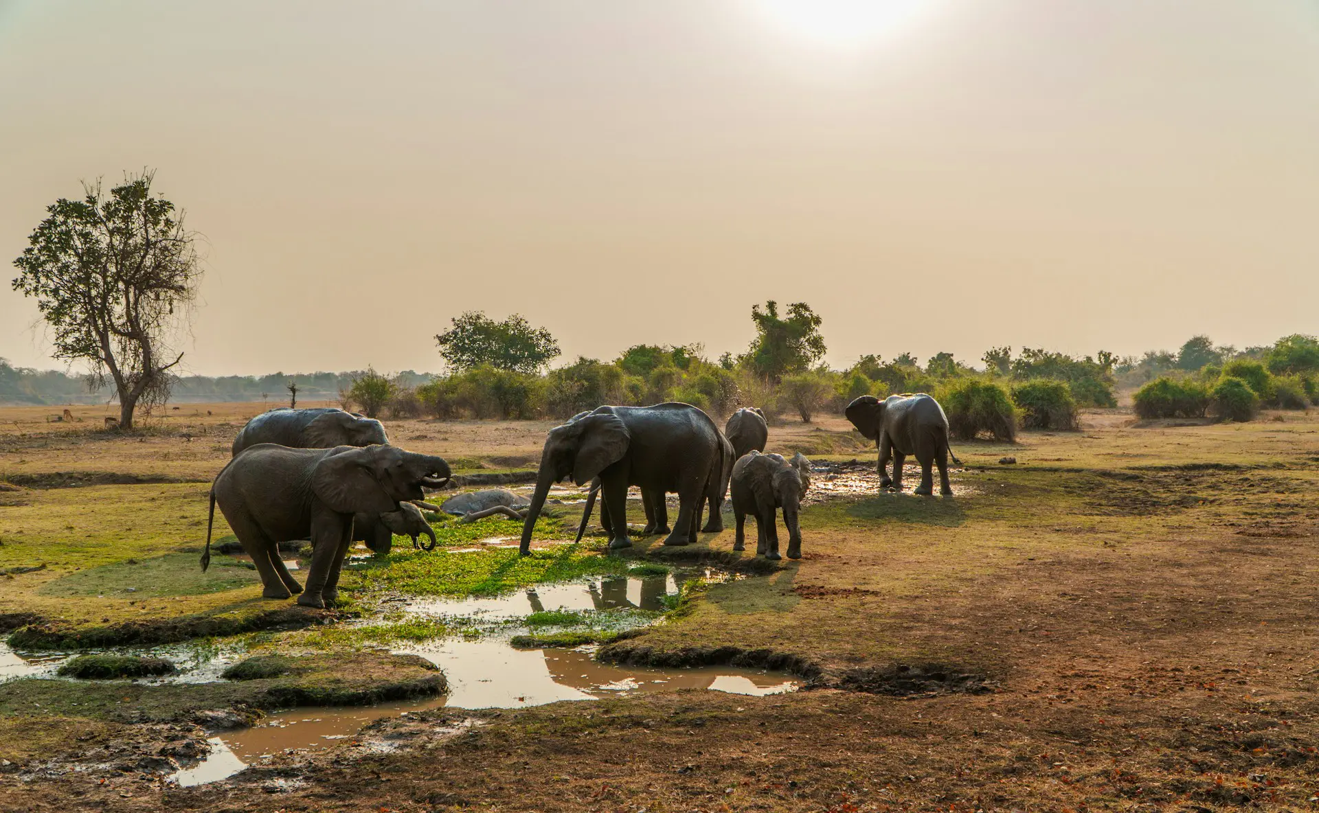 South Luangwa National Park
