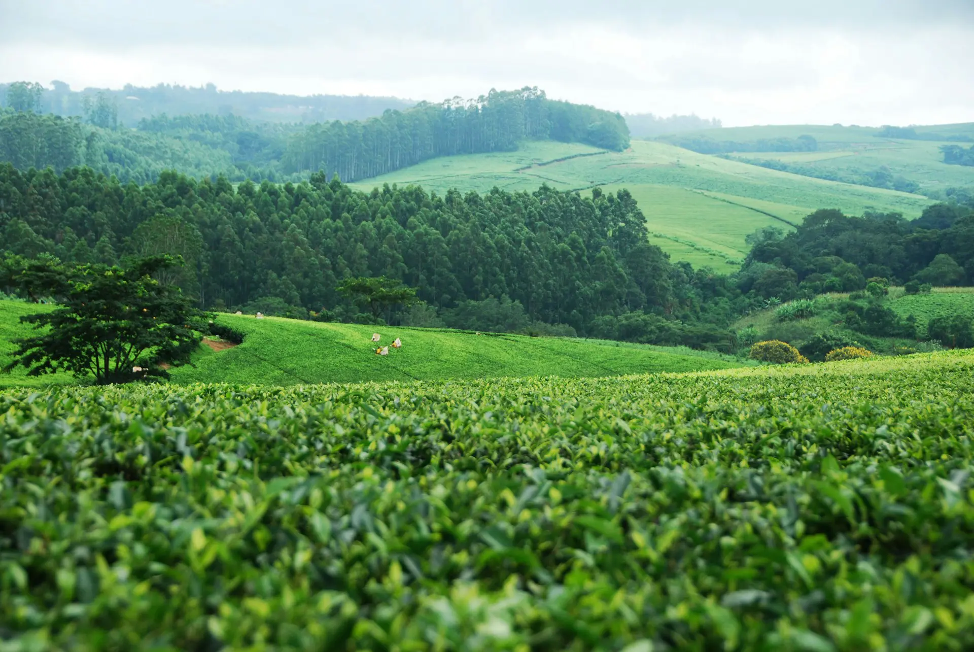 Tea Farms in Malawi